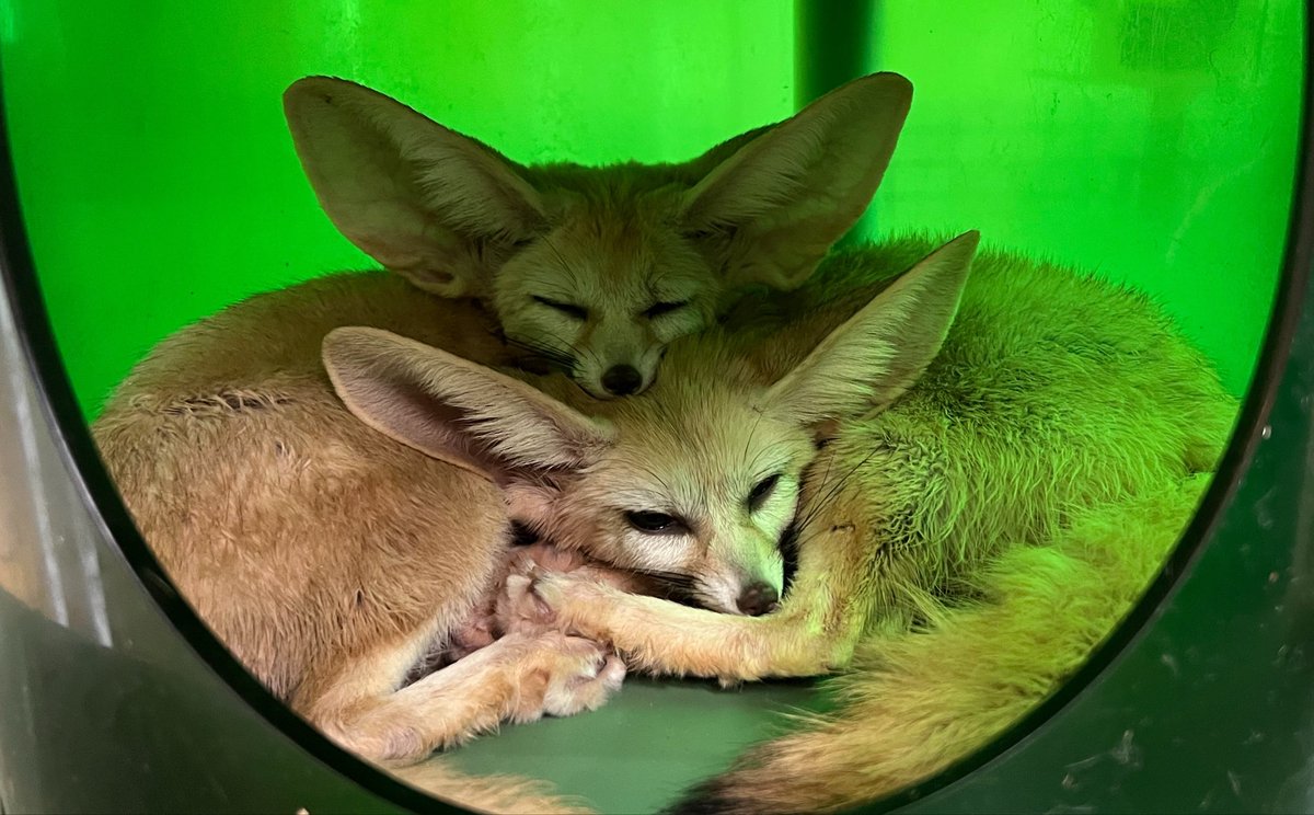 LK 🦊 CMS OPEN tweet media