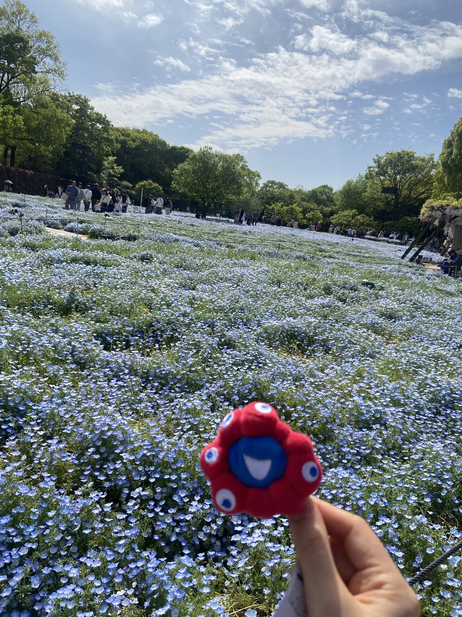 riijonp's tweet photo. #長居植物園しあわせブルー
綺麗だった✨ https://t.co/XgqGwY0w1K