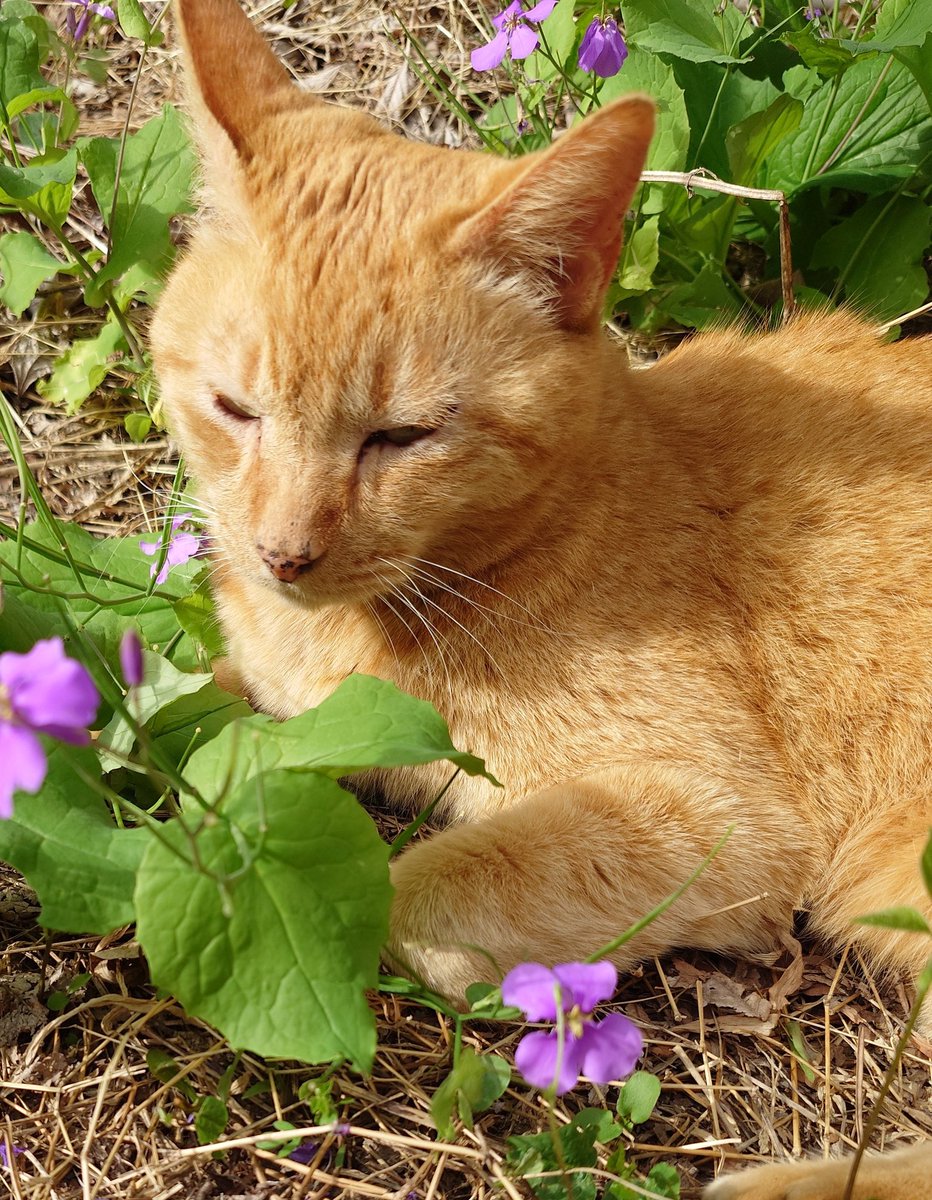 お花とニャンコ先生🌼♥😸