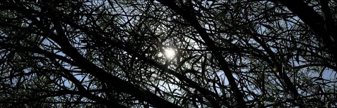 نجـد. tweet media