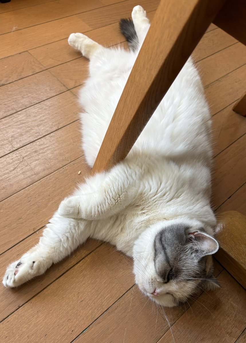 yokunerunene's tweet photo. 暑いね🥵
とけねね https://t.co/2rCZVmnu3y