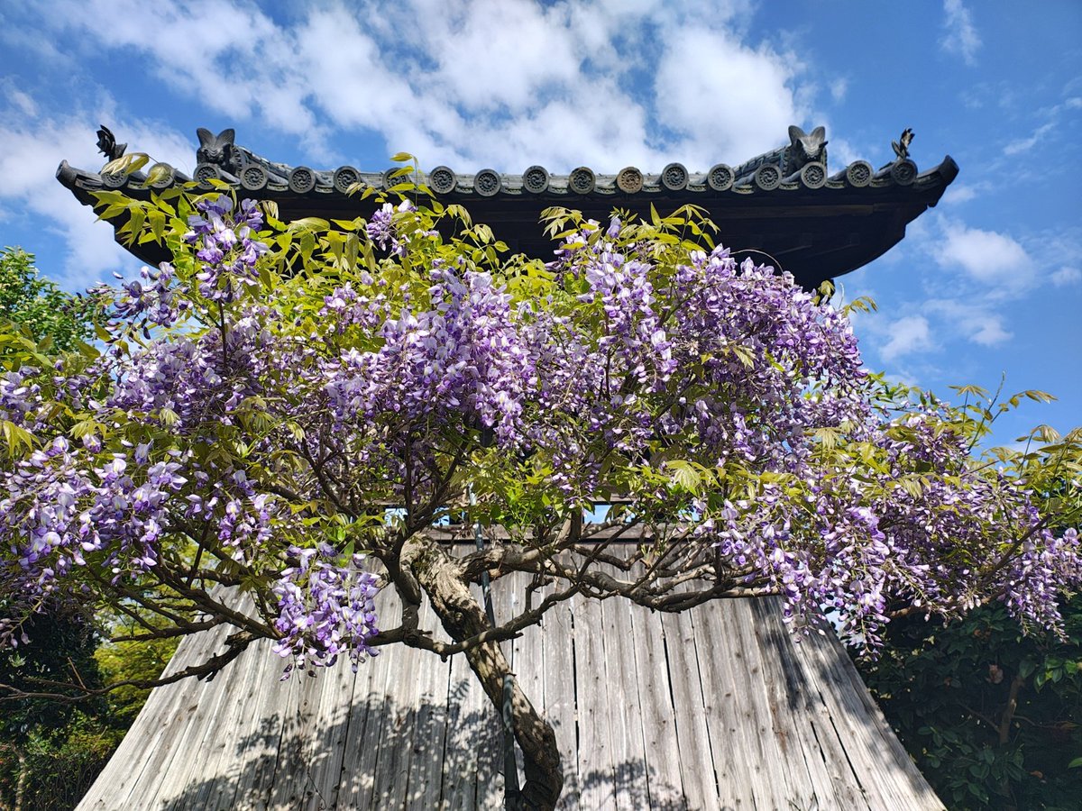 ざんざるぶ tweet media