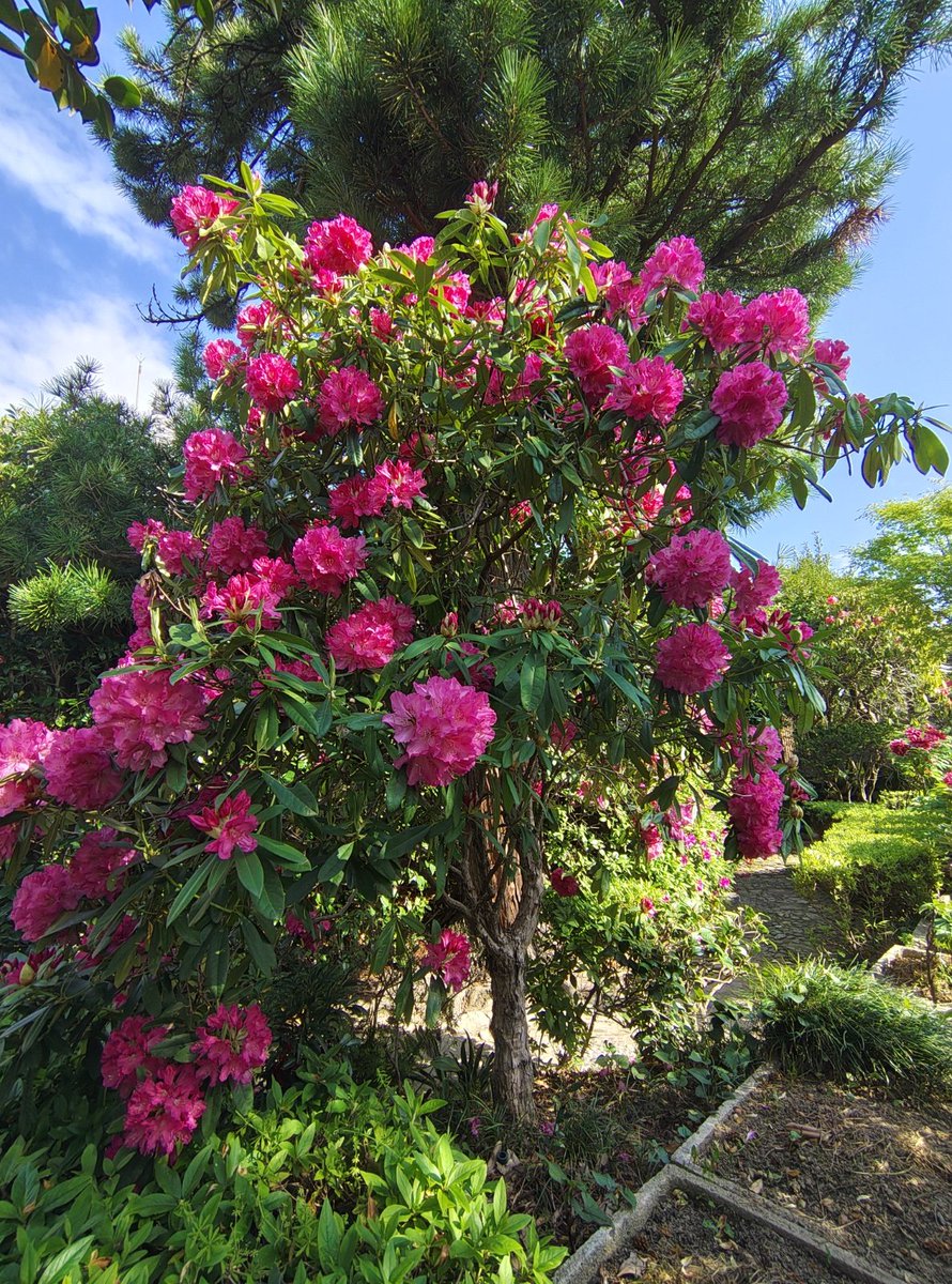 ざんざるぶ tweet media