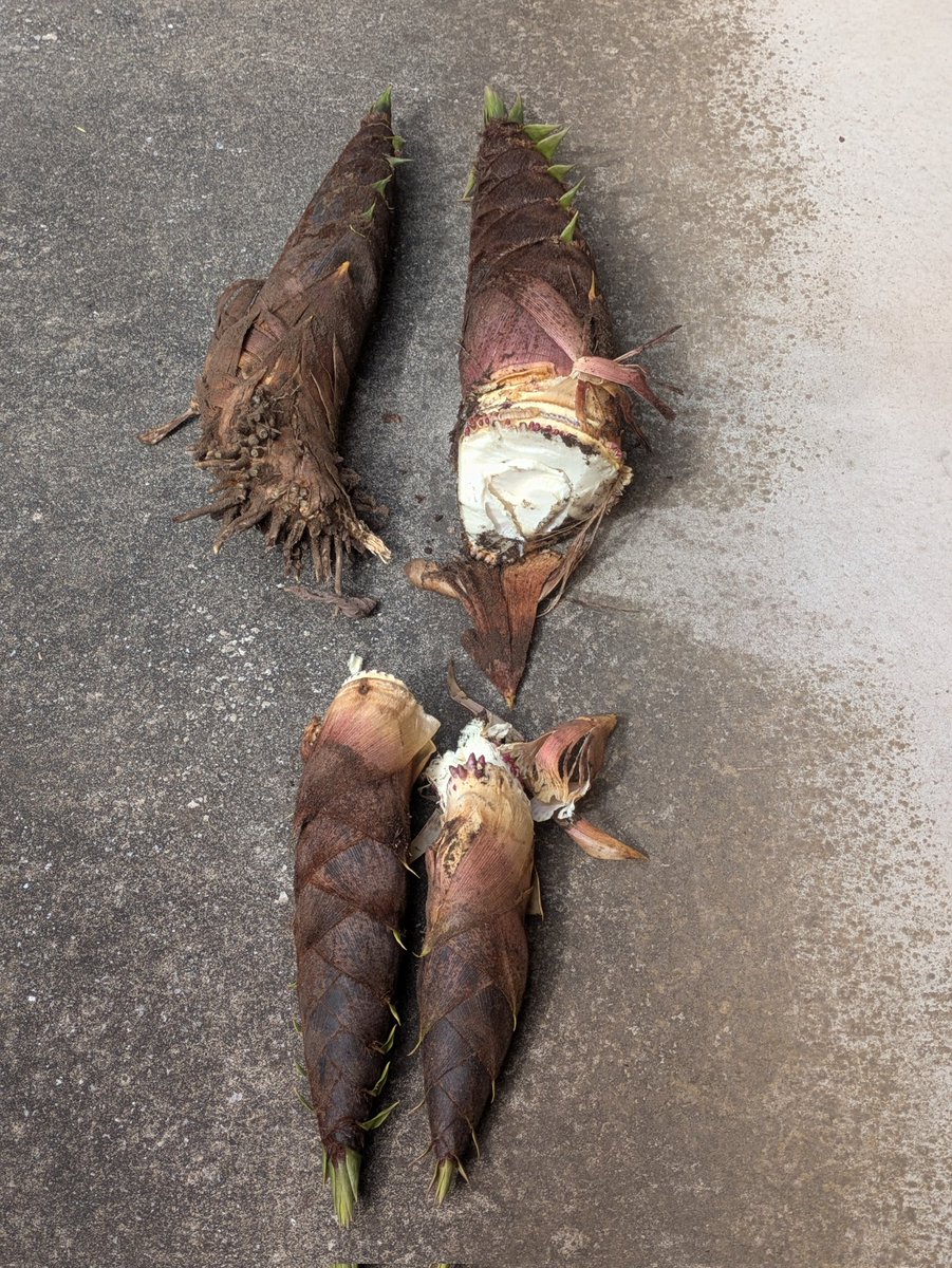 そると☃ tweet media