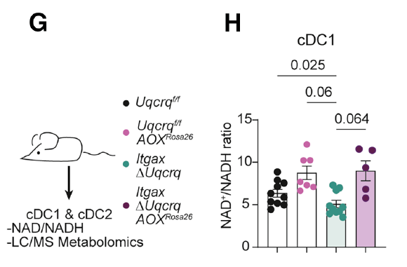 SanchoLab's tweet photo. ⚠️ Cause: this is NOT about ATP
Despite ETC disruption, ATP levels, MMP &amp; ROS remain largely intact. Instead, cDC1 dysfunction emerges from disturbed electron flow, #redox &amp; #metabolite balance.
#Mitochondria as signaling hubs regulating #redox &amp; #metabolites, not just batteries. https://t.co/muY1akn1ZB