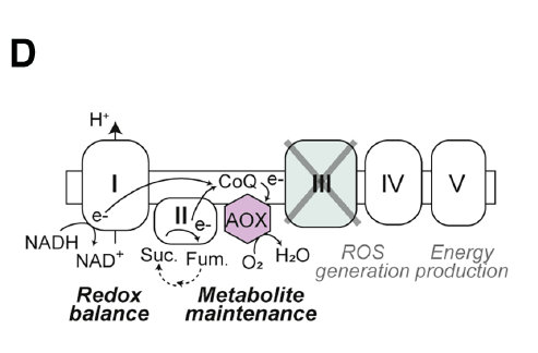 SanchoLab's tweet photo. ⚠️ Cause: this is NOT about ATP
Despite ETC disruption, ATP levels, MMP &amp; ROS remain largely intact. Instead, cDC1 dysfunction emerges from disturbed electron flow, #redox &amp; #metabolite balance.
#Mitochondria as signaling hubs regulating #redox &amp; #metabolites, not just batteries. https://t.co/muY1akn1ZB