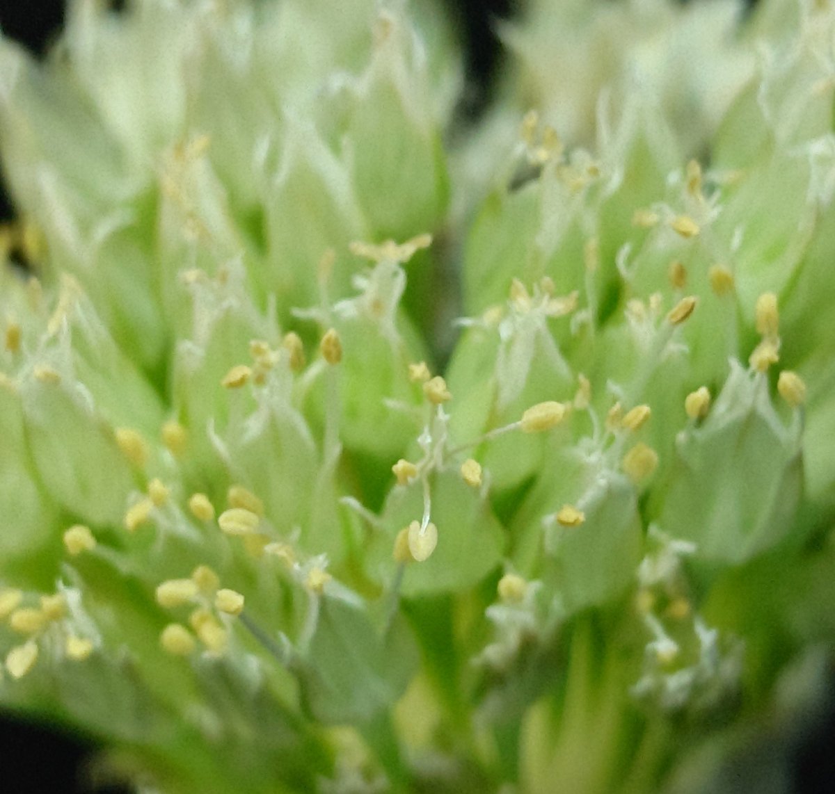 花粉来たっぽい笑