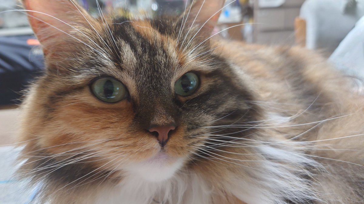 (ル)@typhon tweet media