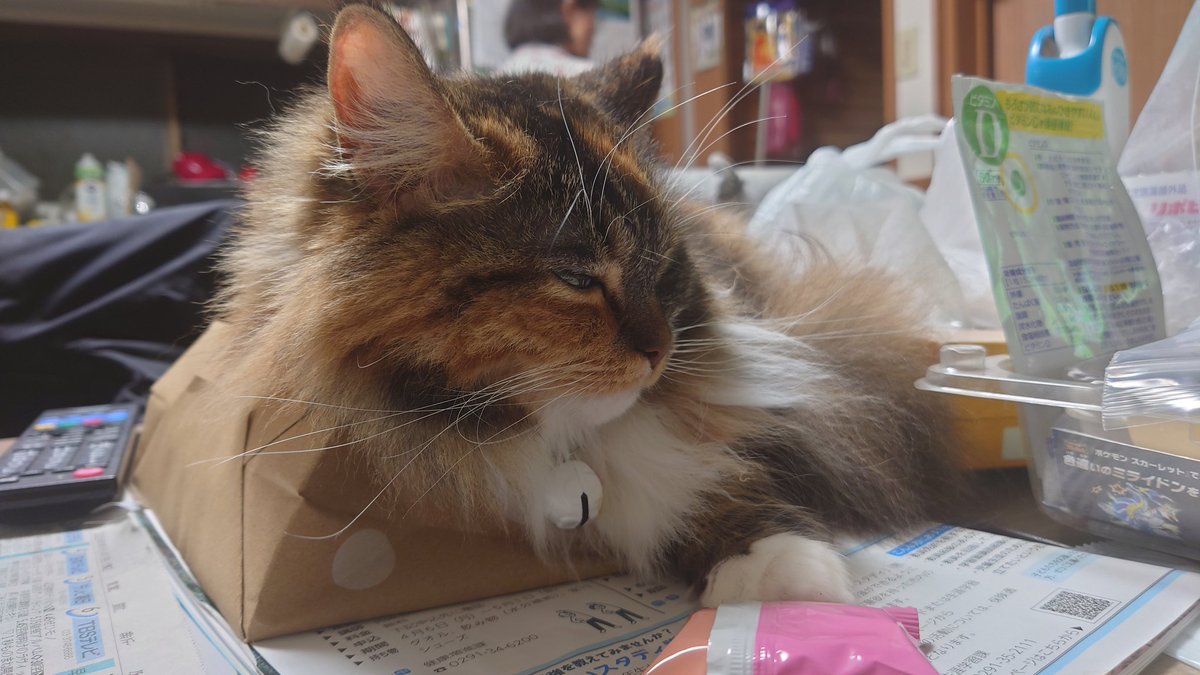 (ル)@typhon tweet media