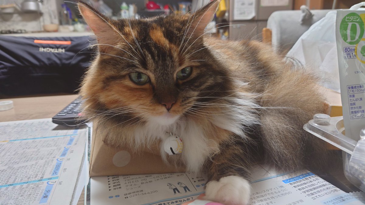 (ル)@typhon tweet media