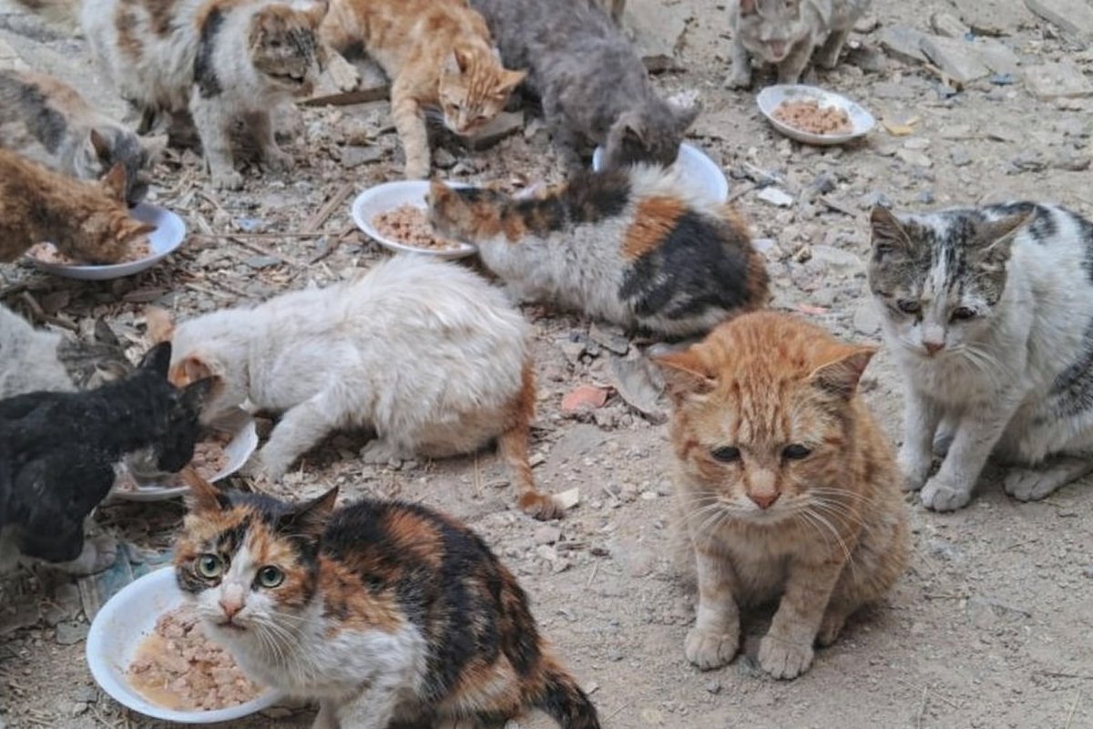 We don’t know how to say this anymore… but the silence around us is getting louder.

Engagement has dropped. Donations have almost disappeared. And here, in our reality, that doesn’t mean numbers… it means empty plates, cold nights, and lives slowly fading without anyone