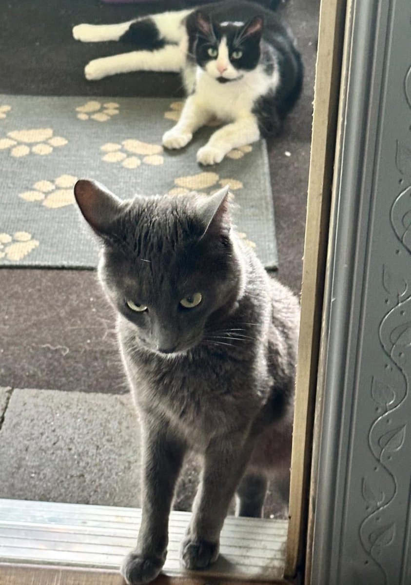 kirsten ✨🌙✨ tweet media