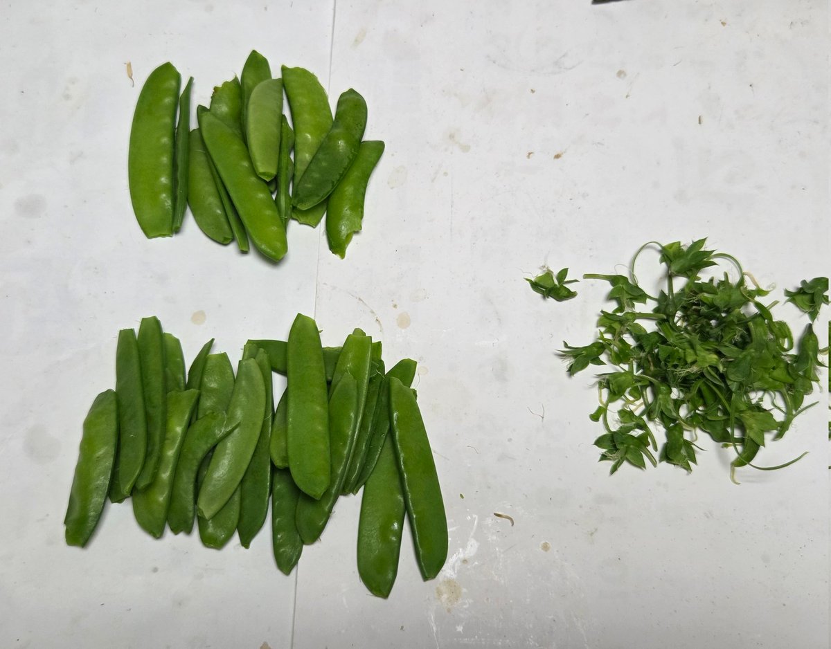 はらちゃん tweet media