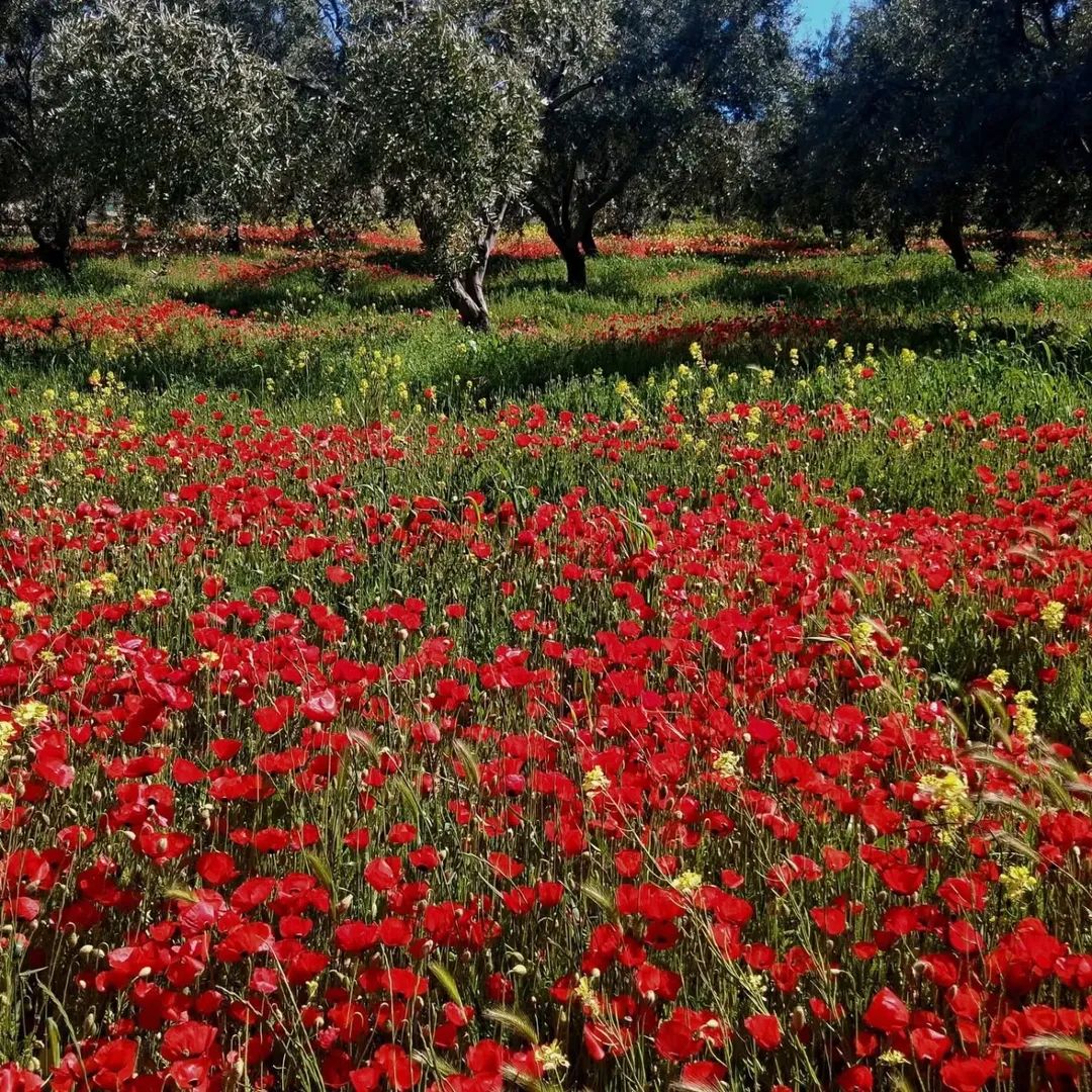 قـصي | ⚜️🇯🇴 tweet media