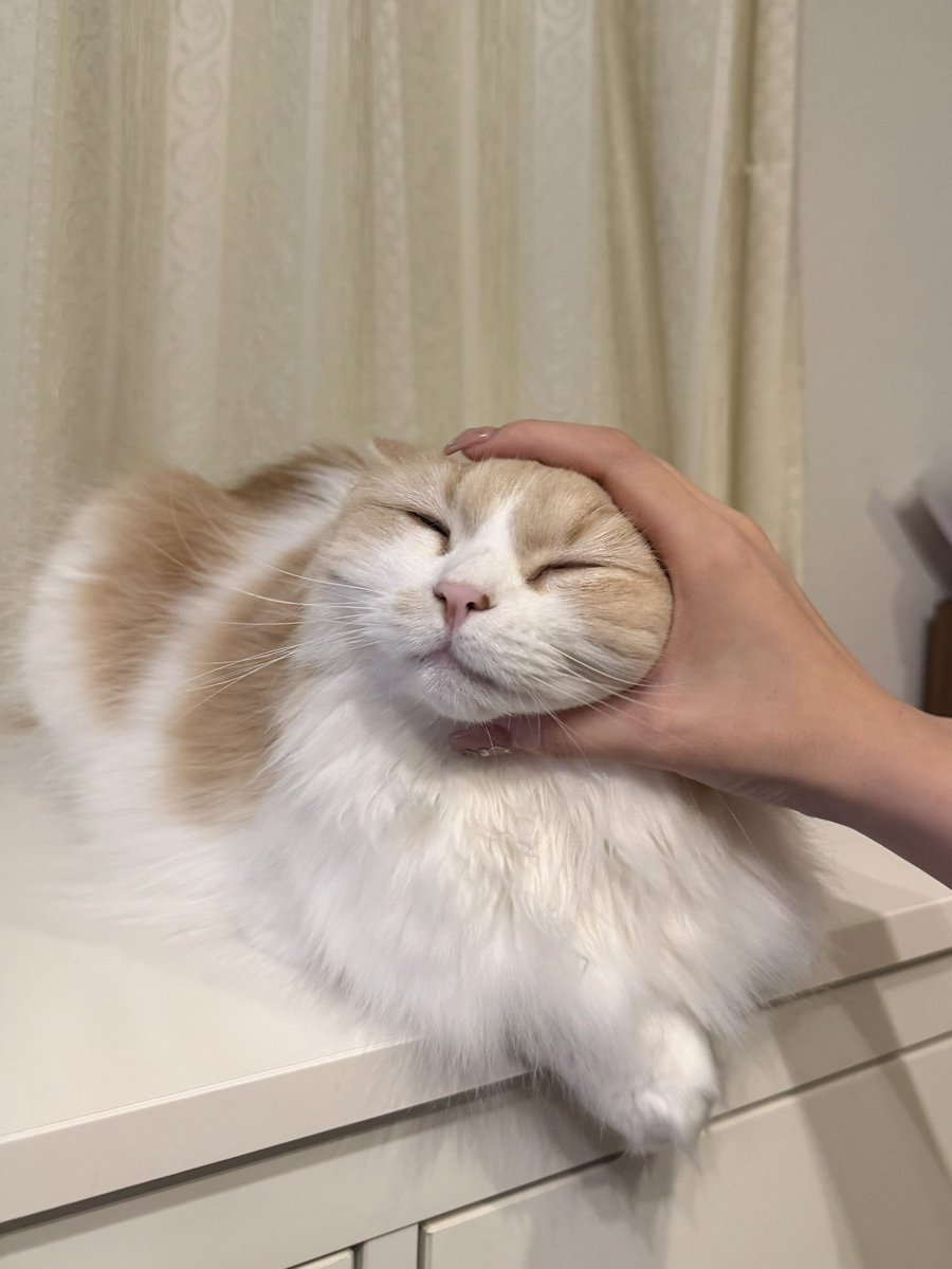 ねぎま tweet media