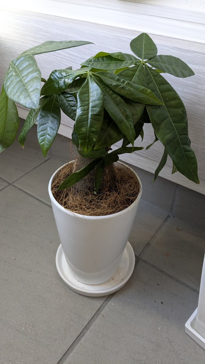 美村多栄 tweet media