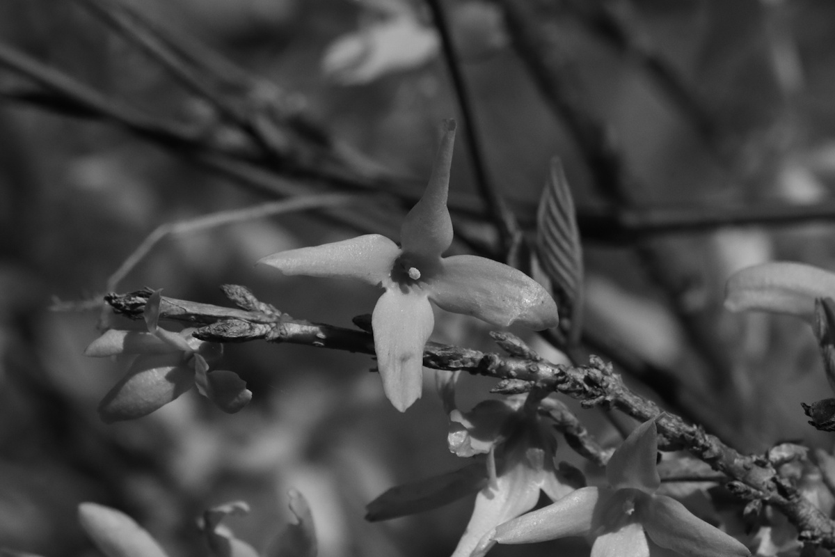 DrCKaiser's tweet image. #photo #Photography #monochrome #blackandwhite #blackandwhitephotography #closeup #blossoms #tree