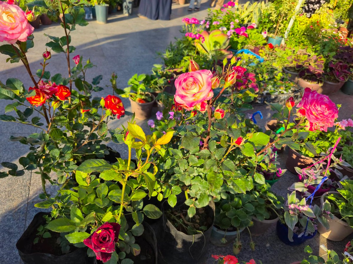 عبد الإله tweet media