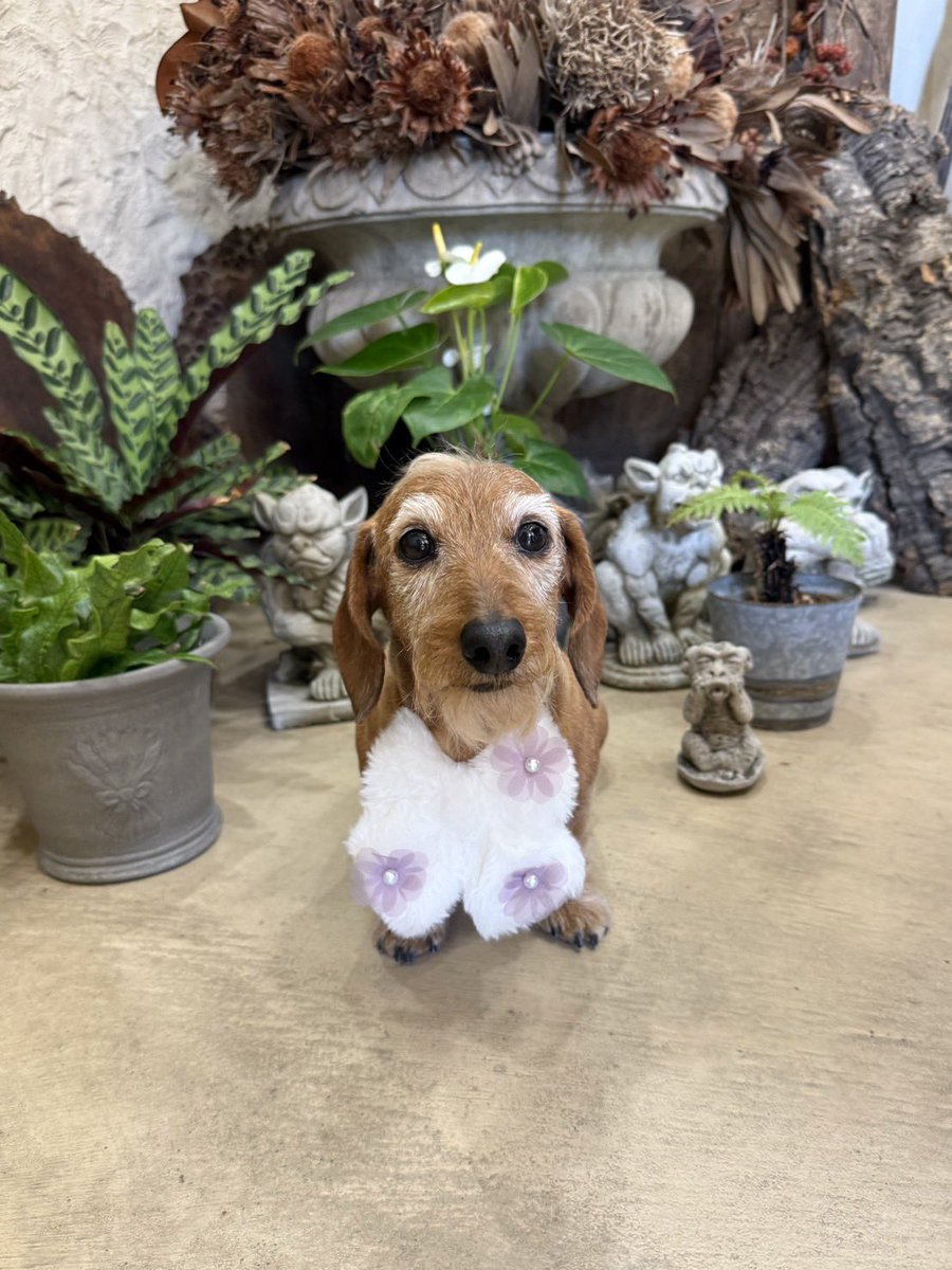 anmi_klj's tweet photo. 月1️⃣お手入れ2️⃣月
あげ忘れ😆
#dog #dachs #dachshund #miniaturedachshund #wiredachshund #犬バカ部 #短足部 #ミニチュアダックス #ダックスフント #ワイヤーダックス #ミニチュアダックスワイヤー #ワイヤーダックスを愛する会 #モヒカン犬 #いぬのきもち https://t.co/bgzio9GCXs