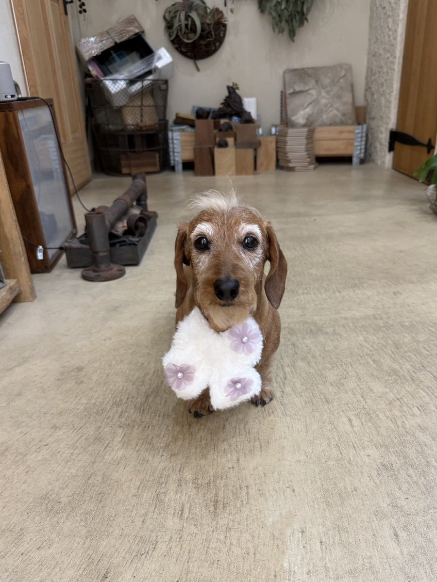 anmi_klj's tweet photo. 月1️⃣お手入れ2️⃣月
あげ忘れ😆
#dog #dachs #dachshund #miniaturedachshund #wiredachshund #犬バカ部 #短足部 #ミニチュアダックス #ダックスフント #ワイヤーダックス #ミニチュアダックスワイヤー #ワイヤーダックスを愛する会 #モヒカン犬 #いぬのきもち https://t.co/bgzio9GCXs