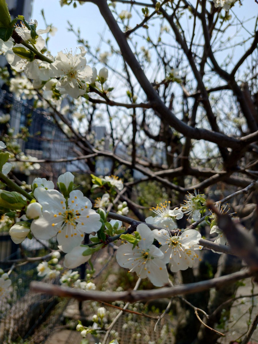 ４月１２日(土)〜１７日(金)
ストレッチ(強化)・マッサージ・筋トレ(スクワット)

数日、寝込んでおりました💦
睡眠不足はよろしくない。。

春の気温差と気圧差は、キケン⚠️
花粉もまだあるし、皆様もご自愛の程を🍀

でも春は、お花が綺麗な季節なので
好きだったりします💕
