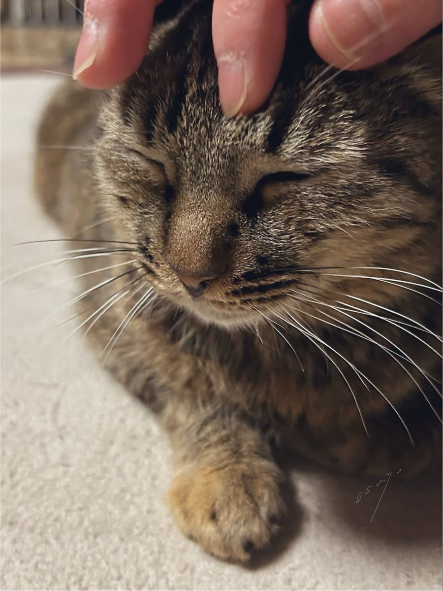 おすよ tweet media