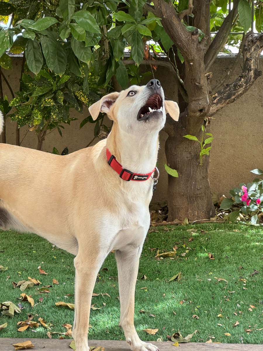 יום אחד הוא יתפוס את הצוצלת