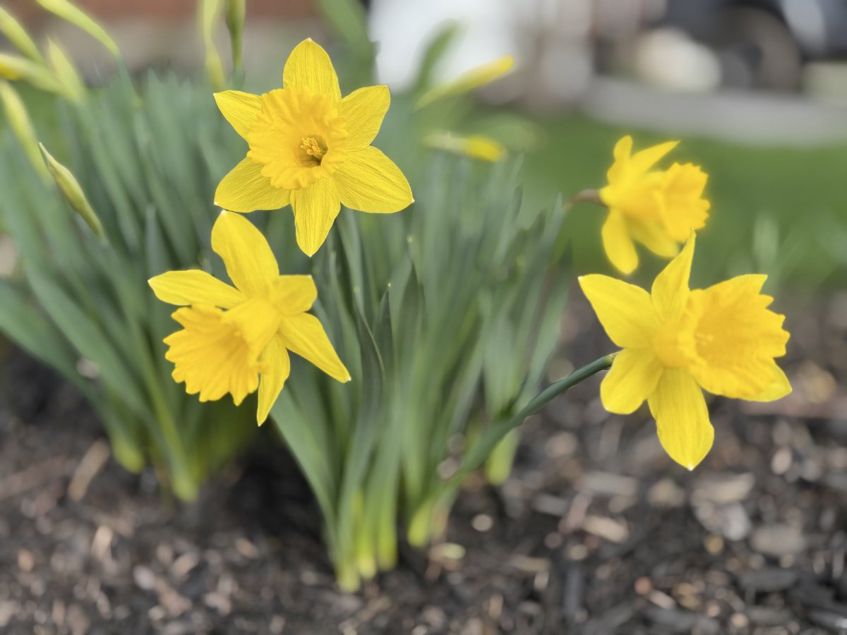 𝔼𝕝 ℙ𝕒𝕕𝕣𝕠𝕟𝕚 tweet media