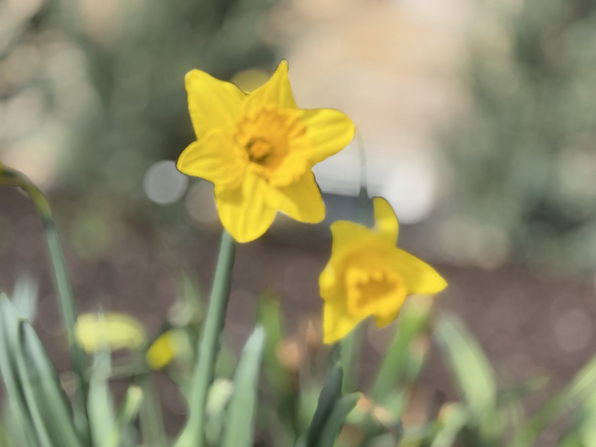 𝔼𝕝 ℙ𝕒𝕕𝕣𝕠𝕟𝕚 tweet media