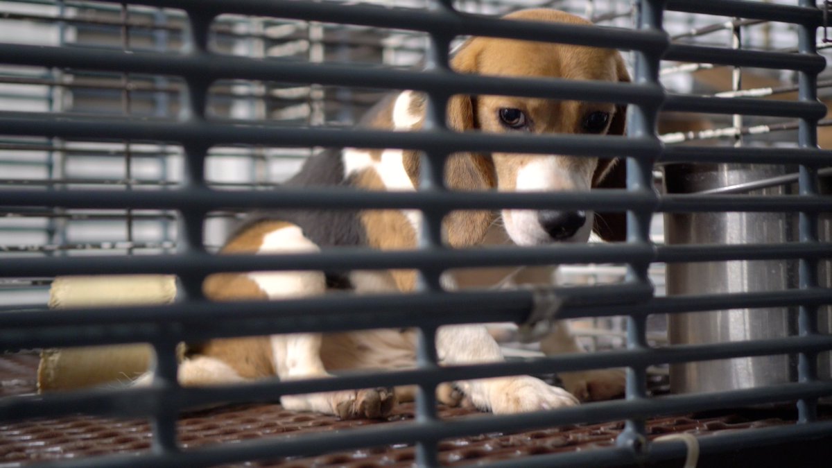 waynehhsiung's tweet image. There's a dog at Ridglan waiting for her new life with a loving family.