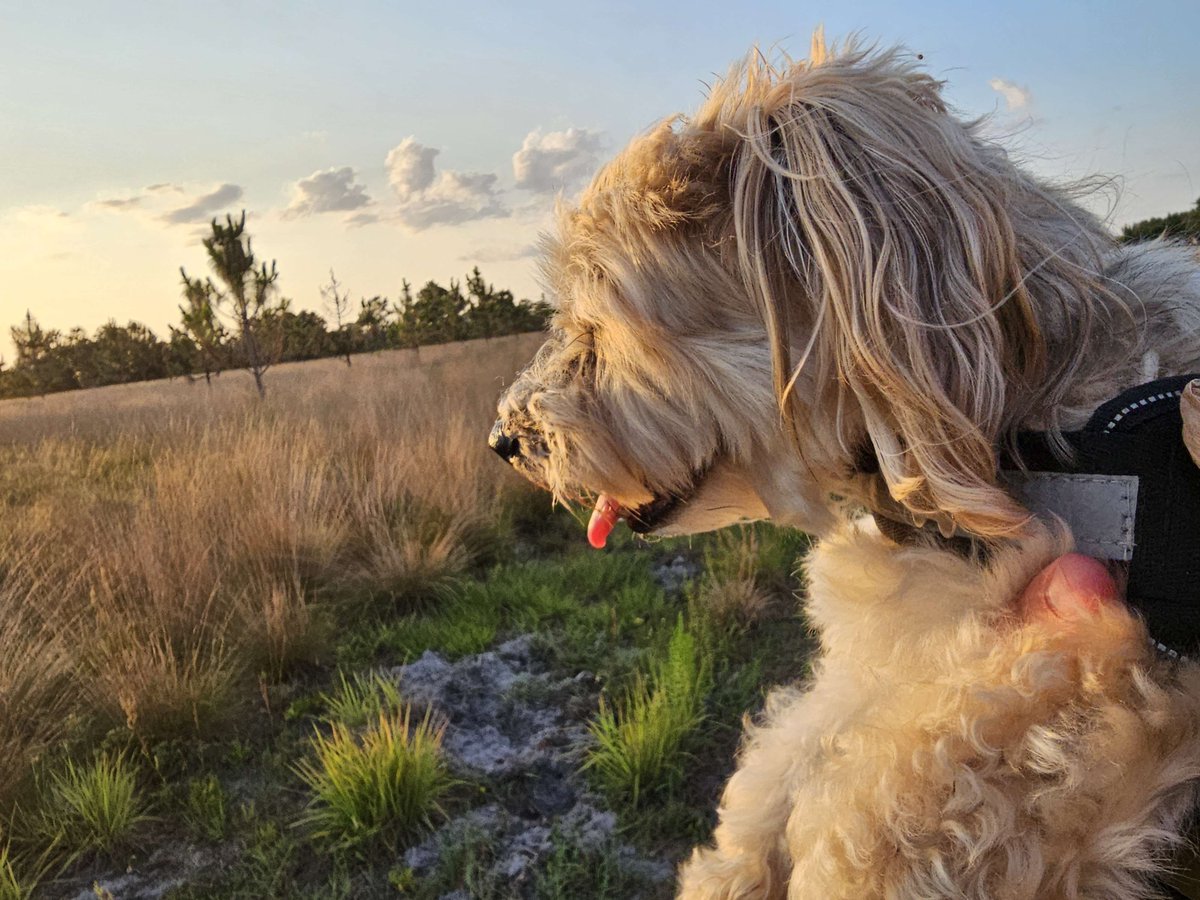 tundric's tweet photo. Earlier this month I said goodbye to my best boy, Rocky. Hard to explain how big of a presence this ~12lb dog had in my life- certainly the most distinct and biggest personality of any dog I've ever had. 14 years of joy &amp; memories w/ this lil shit, I will miss him terribly ♥️ https://t.co/Or1uMLn0vL