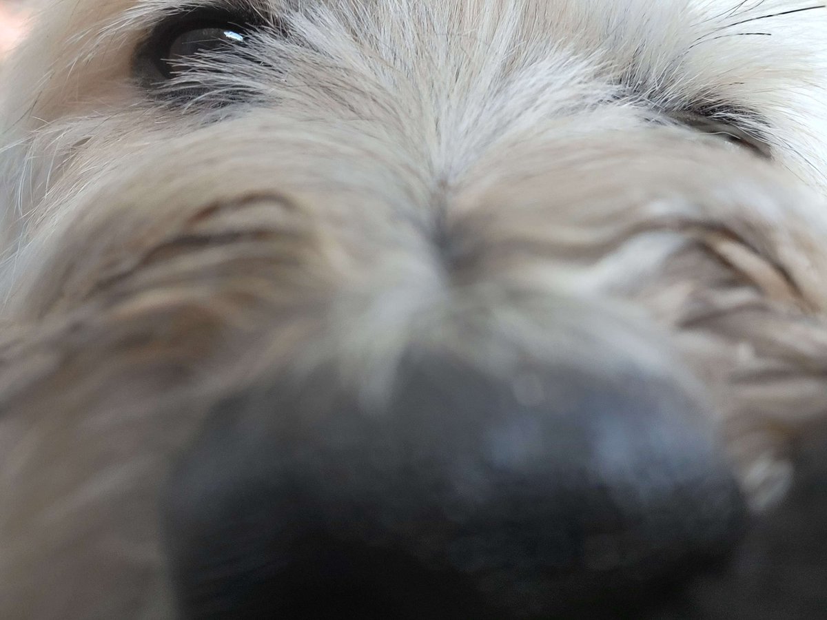 tundric's tweet photo. Earlier this month I said goodbye to my best boy, Rocky. Hard to explain how big of a presence this ~12lb dog had in my life- certainly the most distinct and biggest personality of any dog I've ever had. 14 years of joy &amp; memories w/ this lil shit, I will miss him terribly ♥️ https://t.co/Or1uMLn0vL