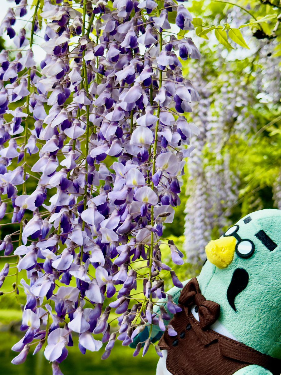 tcn_2020's tweet image. マスターのおかげで花を見にお出かけする機会が増えました☕️🕊️

#ACNH #あつ森
#Brewster  #Wisteria