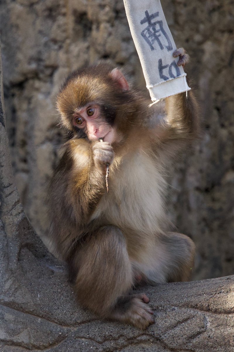 ぱんち🐒🪽 tweet media