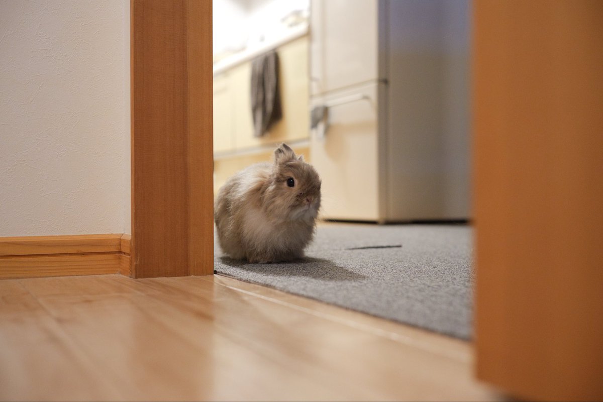 見に来た