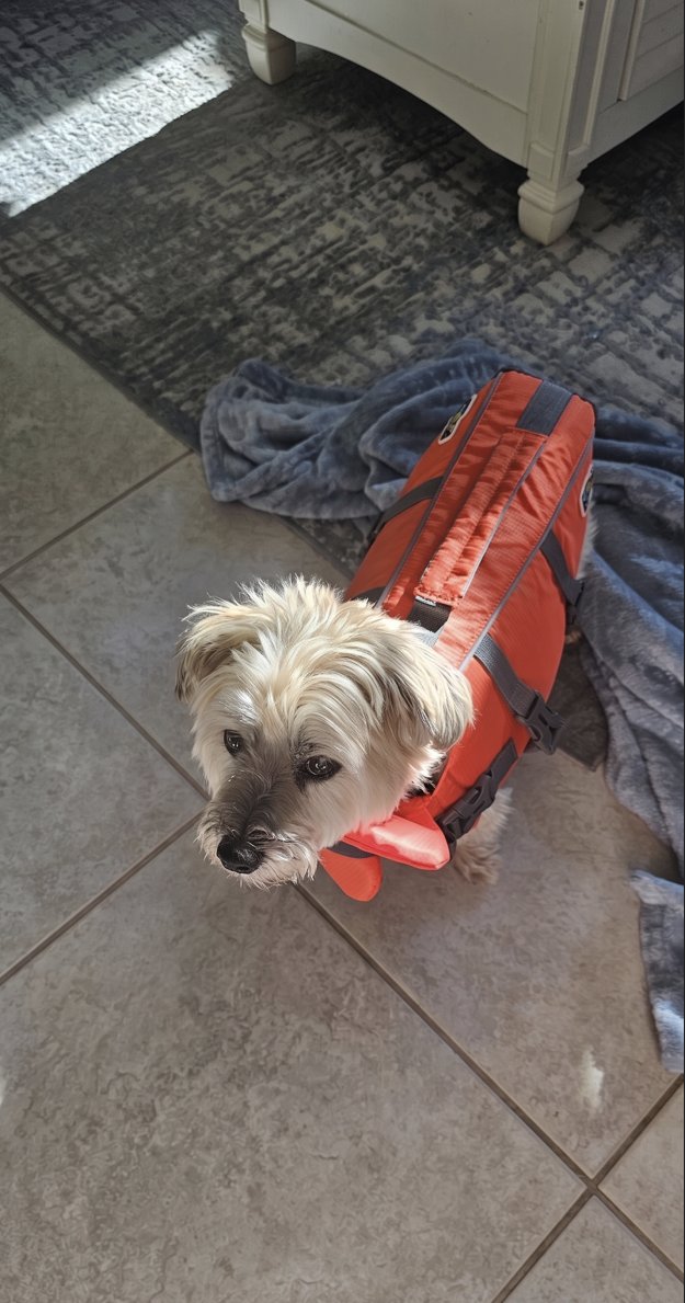 tundric's tweet photo. Earlier this month I said goodbye to my best boy, Rocky. Hard to explain how big of a presence this ~12lb dog had in my life- certainly the most distinct and biggest personality of any dog I've ever had. 14 years of joy &amp; memories w/ this lil shit, I will miss him terribly ♥️ https://t.co/Or1uMLn0vL