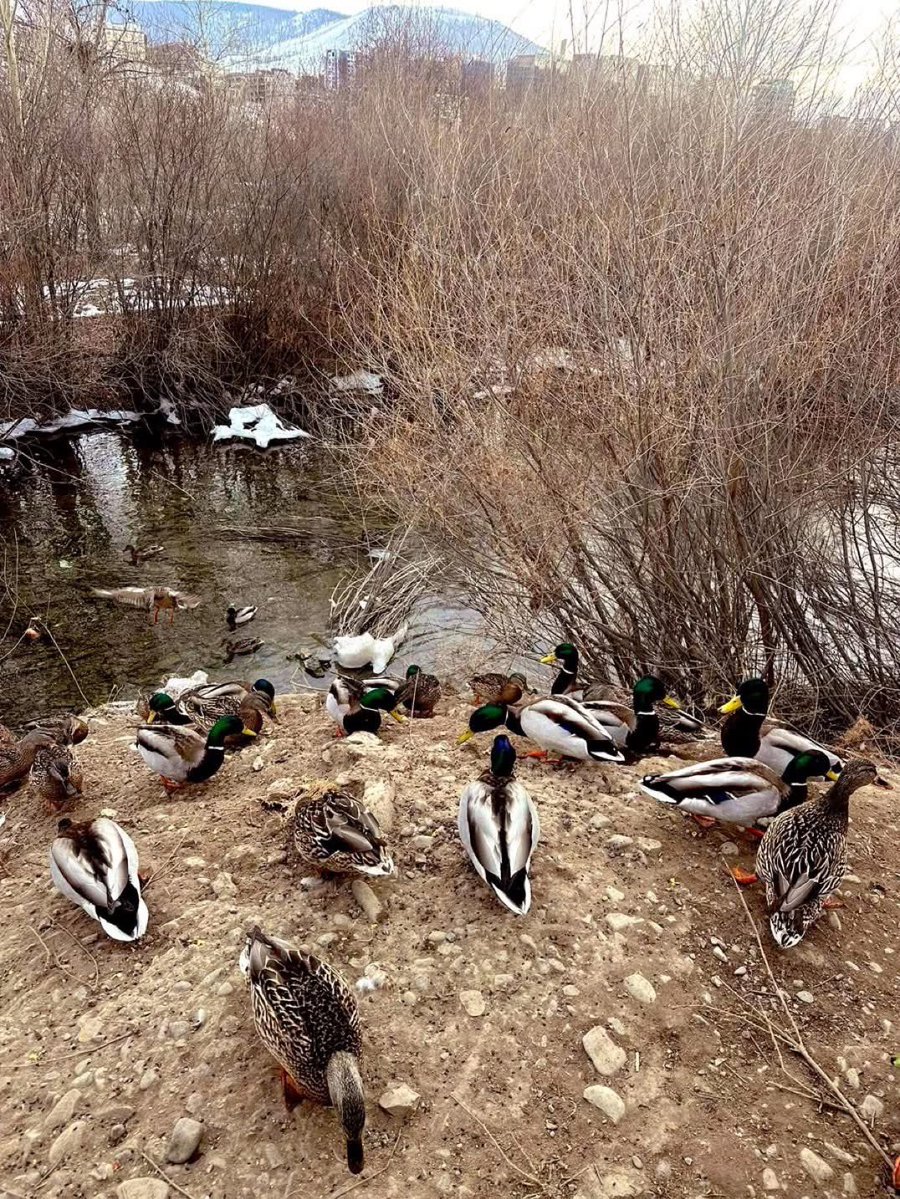 Tsend Dulmaa tweet media