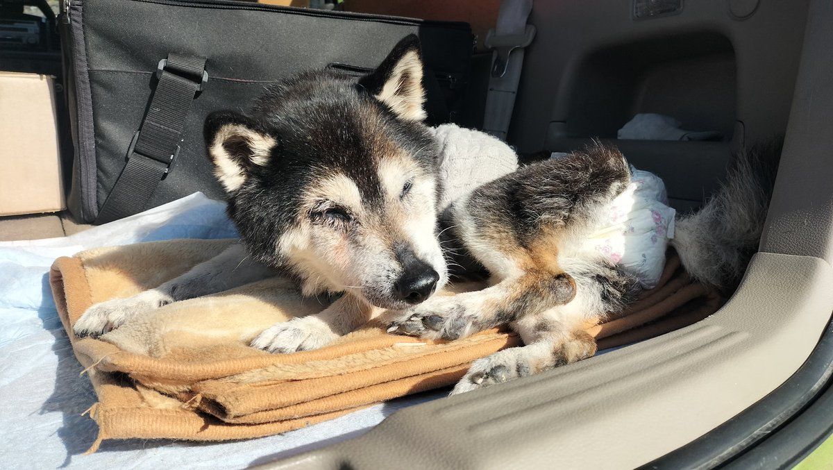 ゆかポン🔧(旧ゆかいなポンコツジムニー🔧🪛) tweet media