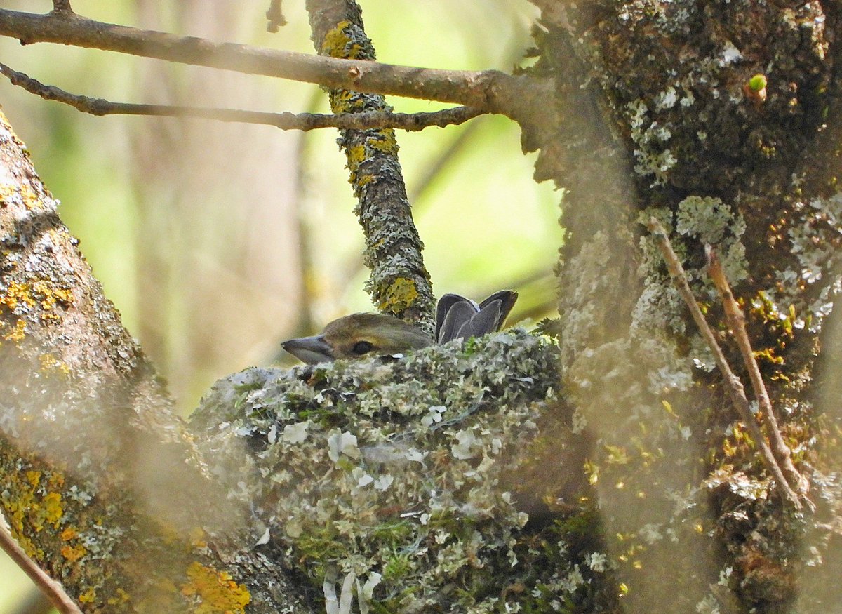 JRAGUJEROS tweet media