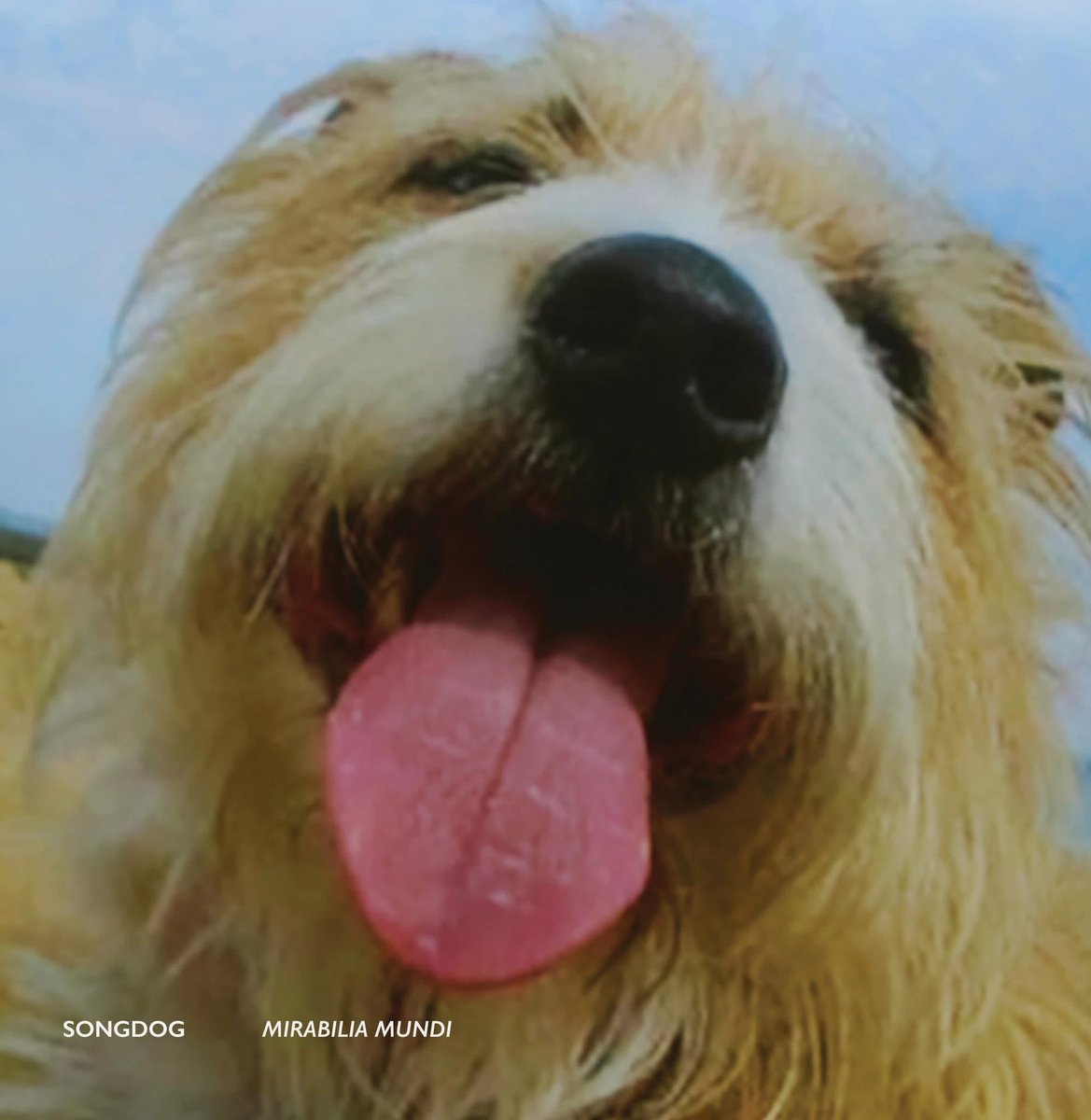 Songdog (& Lyndon Morgans) tweet media