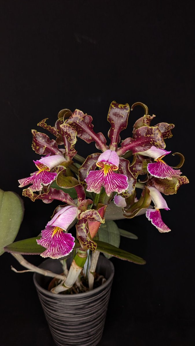 ワカヤマオーキッドスタッフの日常 tweet media