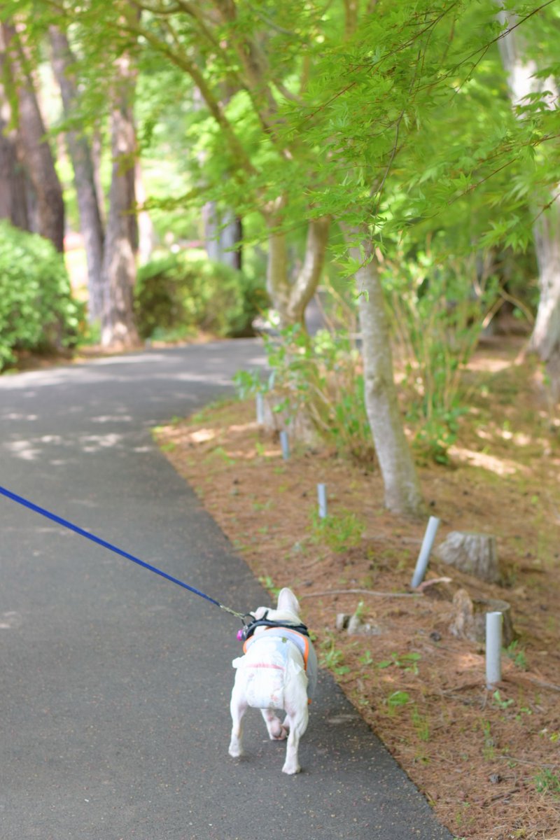 ハルヒコ tweet media