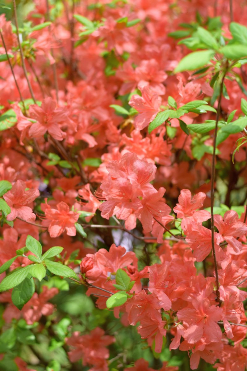 ハルヒコ tweet media