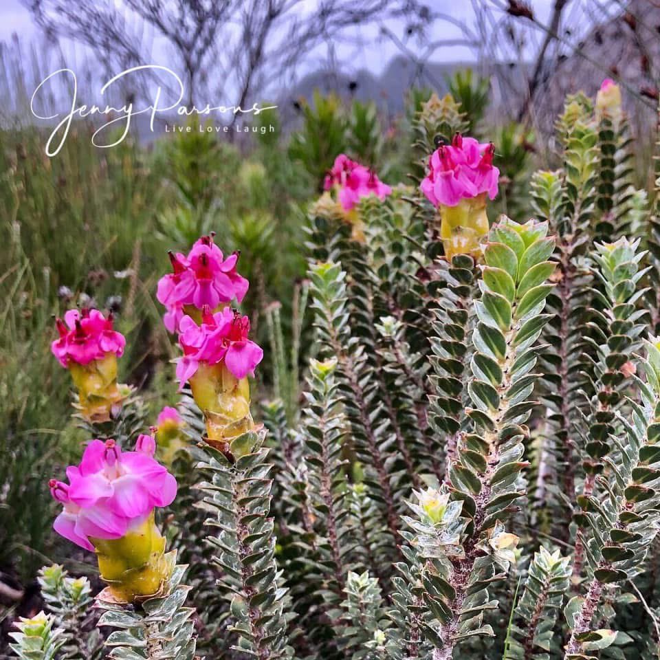 JennyPaPB's tweet image. Saltera sarcocolla (Vlieebossie) belong to the Penaeaceae family which are confined to the fynbos and is endemic to the extreme south western Cape.

#fynbos #wildflowers #biodiversity