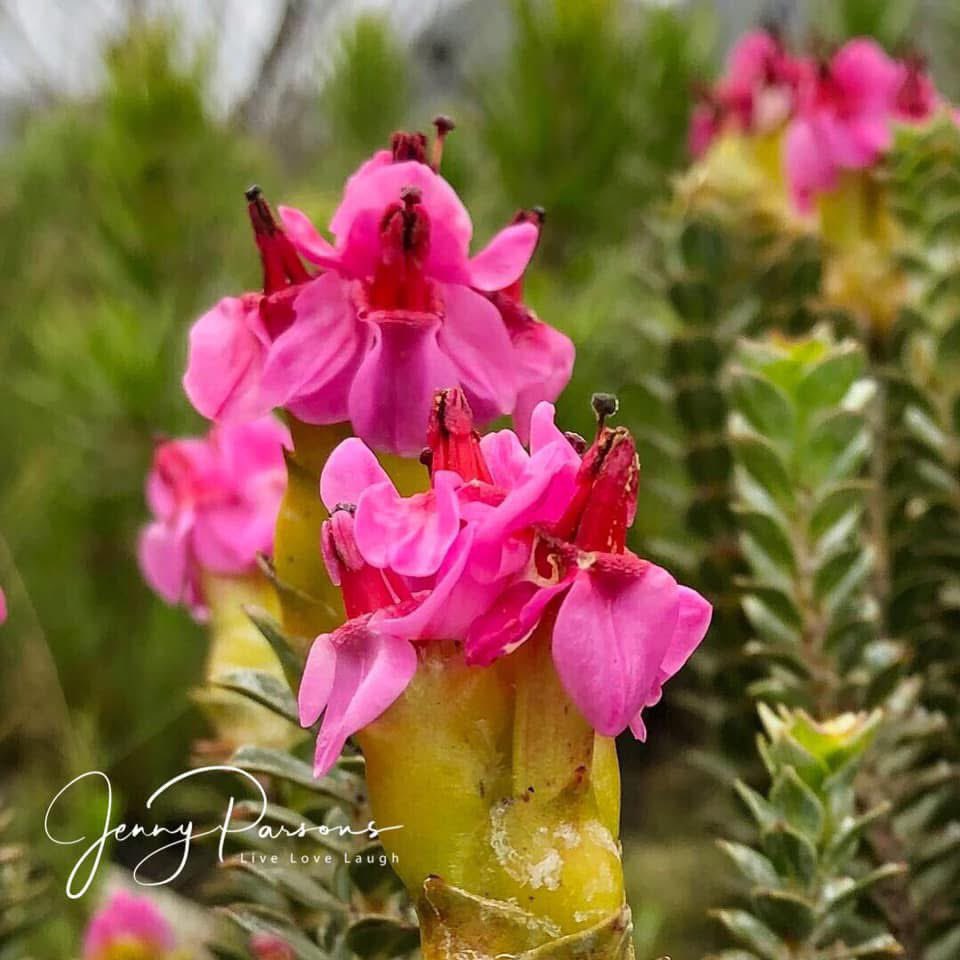 JennyPaPB's tweet image. Saltera sarcocolla (Vlieebossie) belong to the Penaeaceae family which are confined to the fynbos and is endemic to the extreme south western Cape.

#fynbos #wildflowers #biodiversity