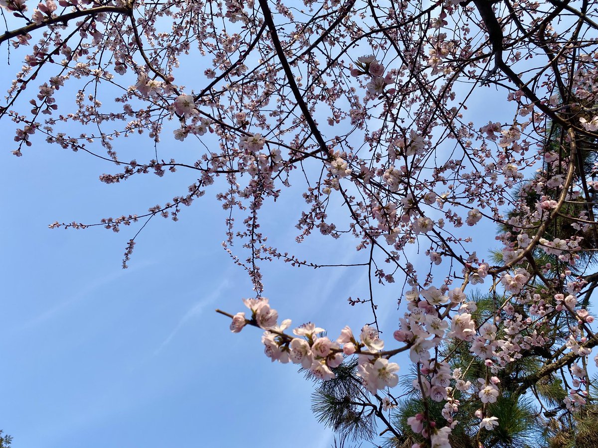 Braitin3's tweet photo. 春风吹开希望的种子。🌸 https://t.co/jf8jJAILLw