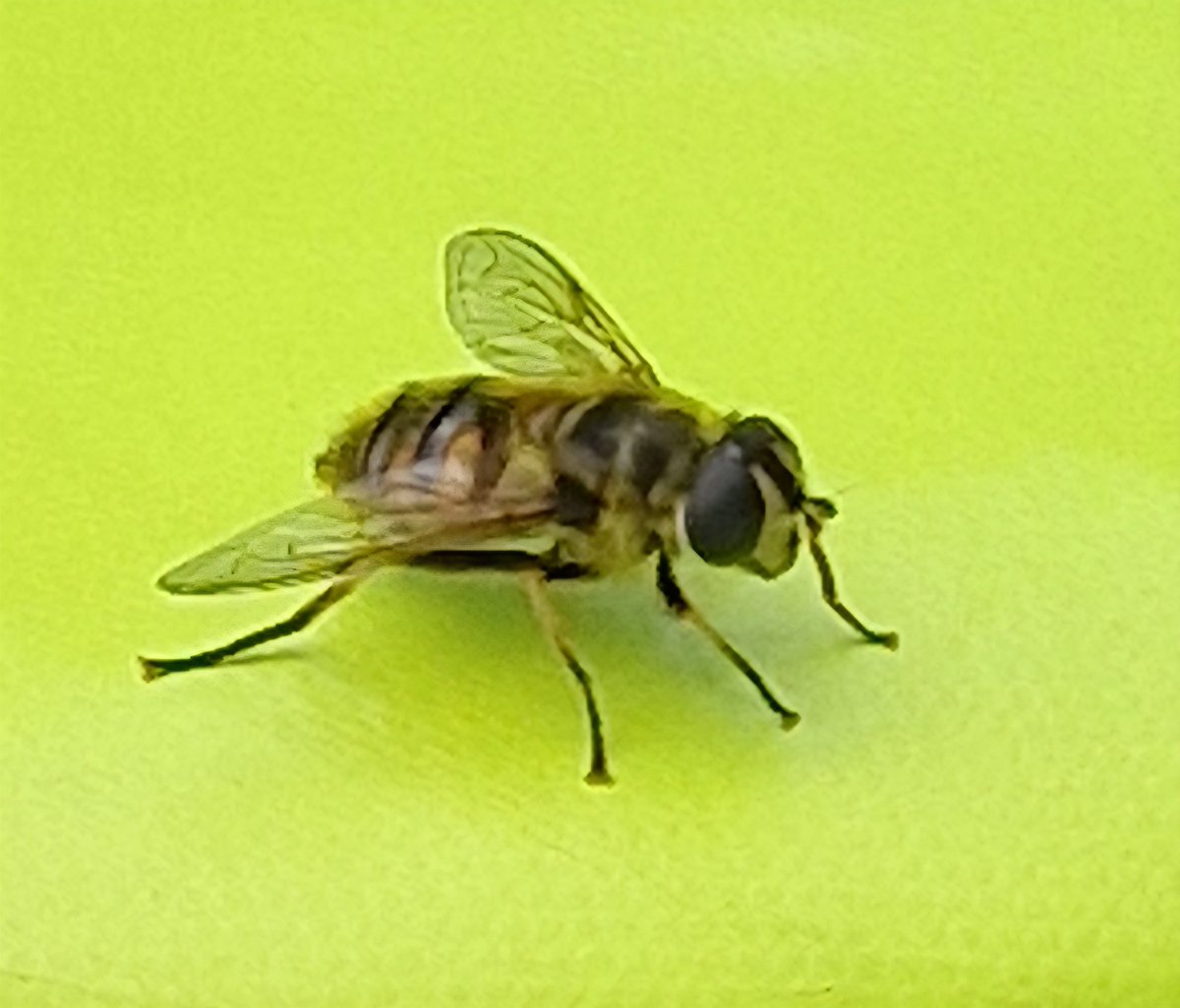 📸🐝 This little girl or guy decided to land on my backpack and chill for a while