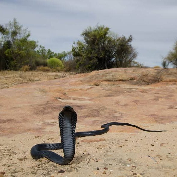 Sholla Ard 🇰🇪 tweet media