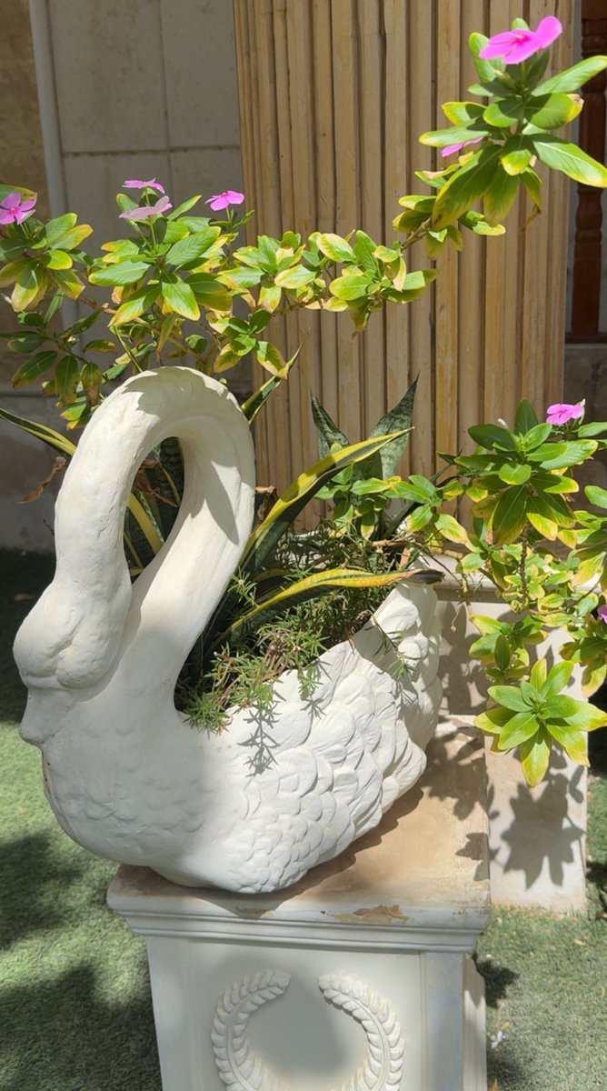 𝒥𝑜𝒥𝑜🎠 tweet media