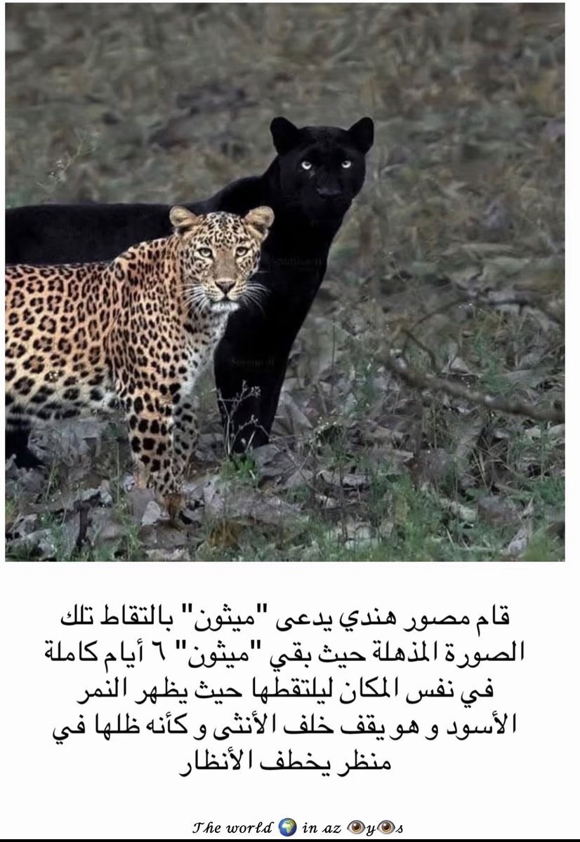 الأديب السعودي عز tweet media